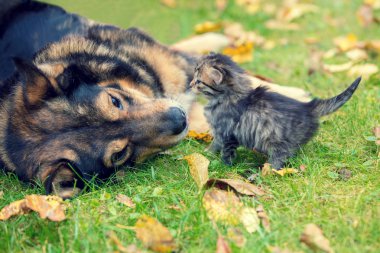 Küçük yavru kedi ve köpekler açık havada birlikte oynayan en iyi arkadaş oldular