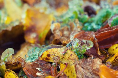 Buzlu yağmur. Düşen yapraklar buzla kaplıdır