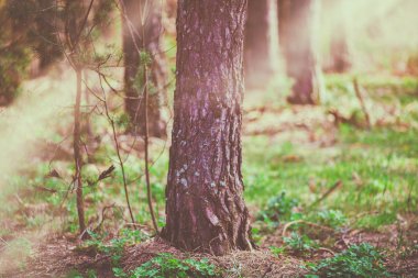 Çam ormanı gecenin güzel vahşi doğa.