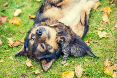 Küçük yavru kedi ve köpekler açık havada birlikte oynayan en iyi arkadaşız. Sonbaharda çim üzerinde yalan