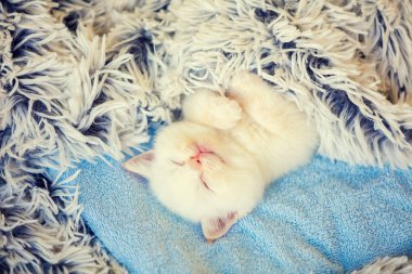 Mutlu uyuyan sevimli küçük kedi yavrusu bir arka kabarık bir battaniye ile örtülü