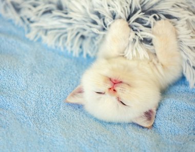 Mutlu uyuyan sevimli küçük kedi yavrusu bir arka kabarık bir battaniye ile örtülü