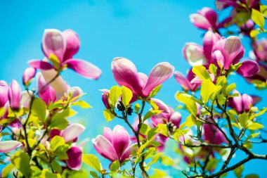 Mavi gökyüzü çiçeği Manolya çiçek. Bahar