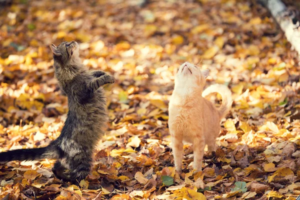 Dos Gatos Mendigando Caminando Aire Libre Sobre Las Hojas Caídas — Foto de Stock