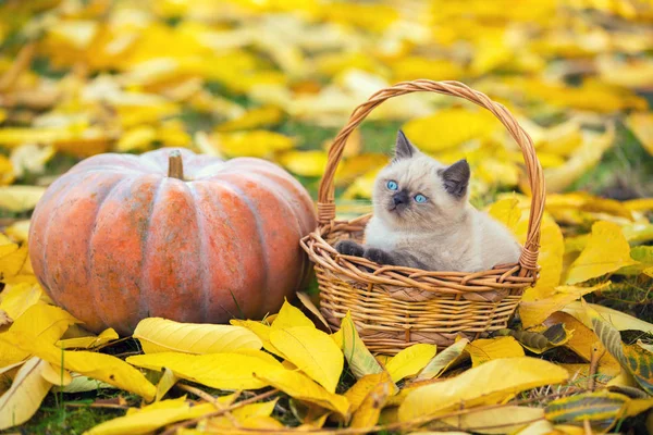 Little Kitten Sitting Basket Big Pumpkin Kitten Sitting Garden Fallen — Stock Photo, Image