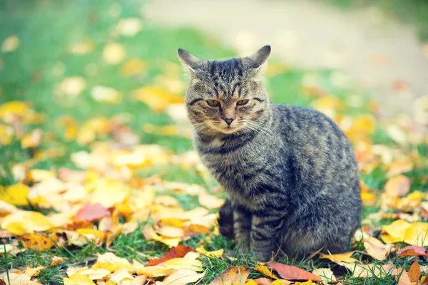Kedi düşmüş yapraklarda açık oturma Güz