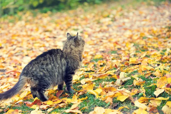 Bahçedeki Düşen Yapraklar Boyunca Bir Kedi Yürüyor — Stok fotoğraf