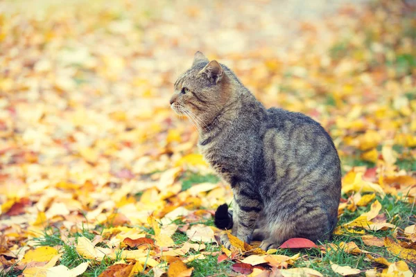 Gatto Seduto All Aperto Sulle Foglie Cadute Autunno — Foto Stock