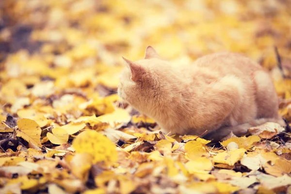 Zencefil Kedi Düşmüş Oturan Bir Sonbahar Bahçe Yaprakları — Stok fotoğraf