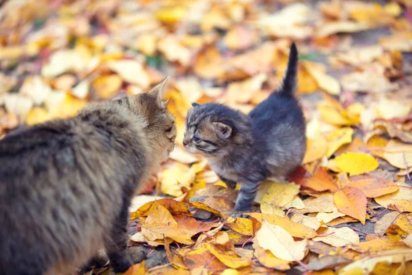 Кошачья Мать Маленький Котенок Нюхают Друг Друга Открытом Воздухе Осенью — стоковое фото