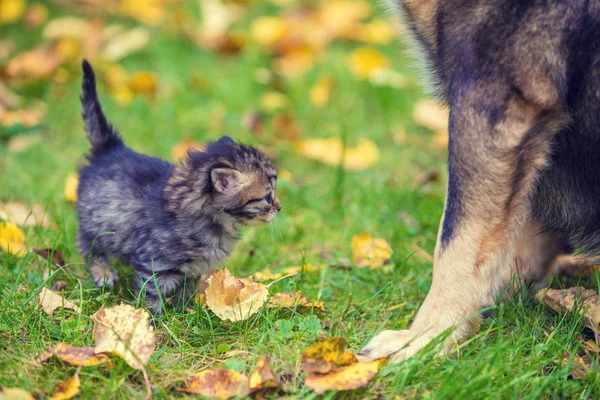 Küçük Yavru Kedi Köpekler Açık Havada Birlikte Oynayan Iyi Arkadaş — Stok fotoğraf