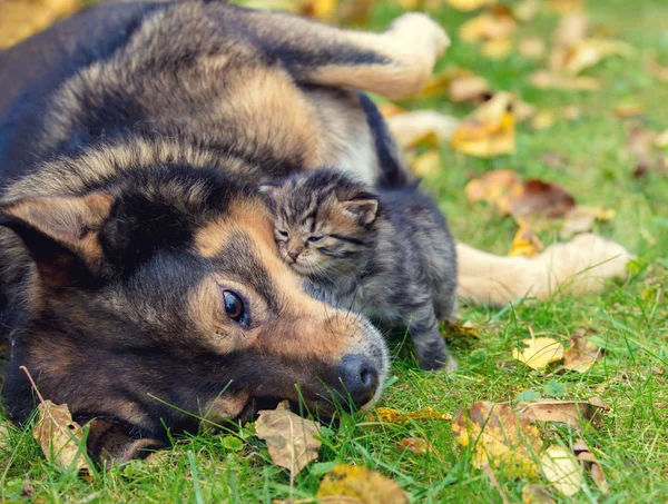 Küçük Yavru Kedi Köpekler Açık Havada Birlikte Oynayan Iyi Arkadaşız — Stok fotoğraf