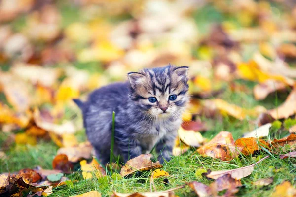 Mały Kotek Chodzenie Zewnątrz Poległych Liście Jesienią Ogród — Zdjęcie stockowe