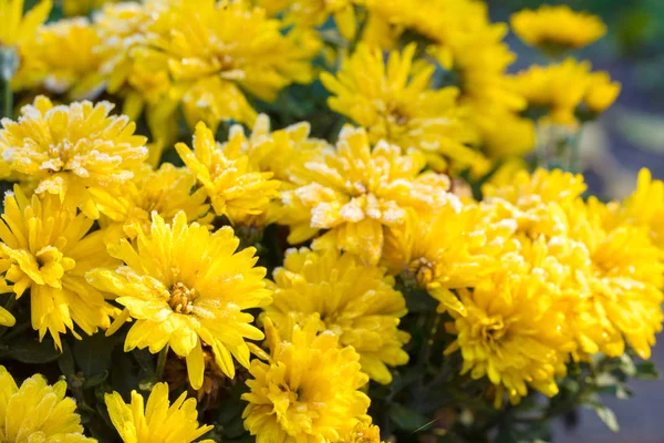Lindas Flores Congeladas Cobertas Rima Outono Inverno Fundo Floral — Fotografia de Stock