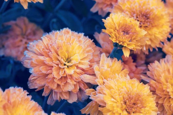 Красивые Замороженные Цветы Покрытые Римом Осенний Цветочный Фон — стоковое фото