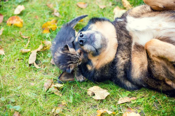 Dogs Little Kittens Best Friends Playing Together Outdoors Lying Grass — Stock Photo, Image