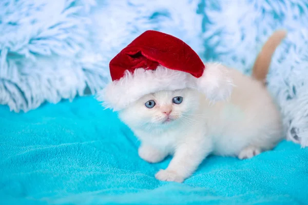 Kleine Kitten Met Kerstman Hoed Liggend Een Blauwe Deken — Stockfoto