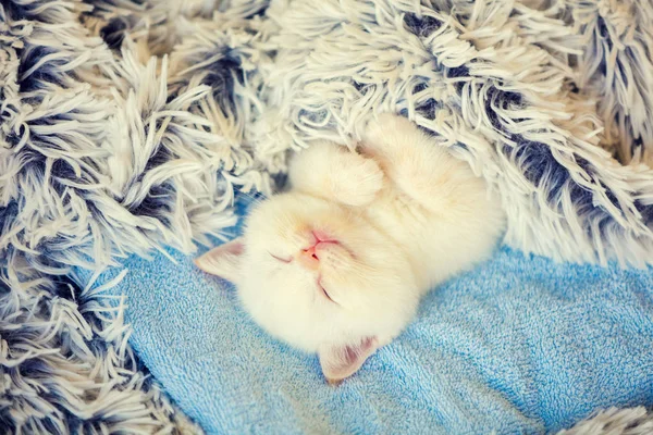 Feliz Dormindo Gatinho Bonito Umas Costas Coberto Com Cobertor Fofo — Fotografia de Stock