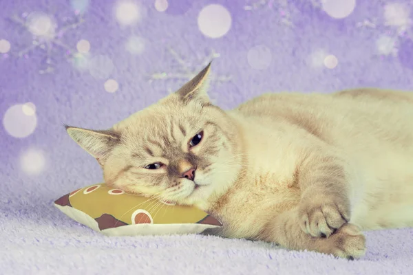 Ευτυχισμένος Χαριτωμένο Γάτα Στον Ύπνο Στον Ύπνο Ένα Μαξιλάρι — Φωτογραφία Αρχείου