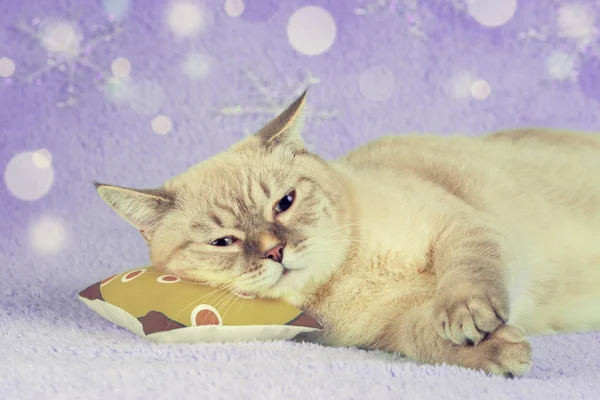 Feliz Dormir Lindo Gato Durmiendo Una Almohada —  Fotos de Stock