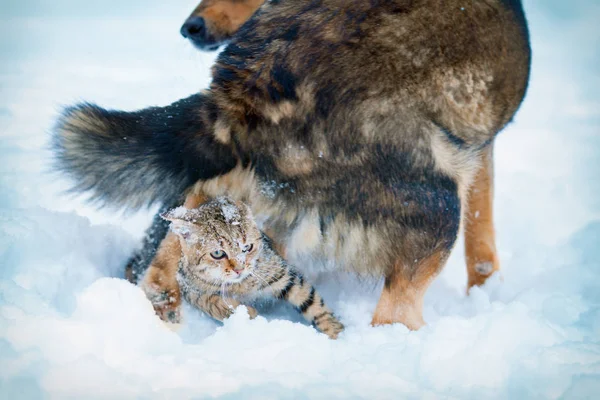 冬天的雪中 狗和猫一起在户外玩耍 — 图库照片