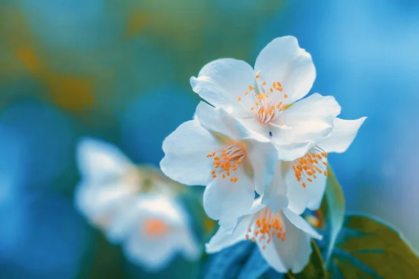 Jasmin Blomma Mot Blå Himmel — Stockfoto