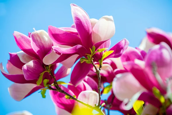 Fioritura Magnolia Fiori Contro Cielo Blu Primavera — Foto Stock