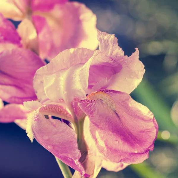 Iris Roze Bloemen Tuin — Stockfoto