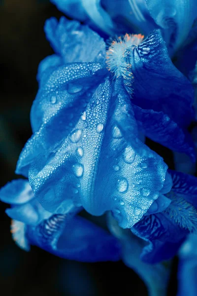 Blu Fiore Iris Bagnato Uno Sfondo Scuro — Foto Stock