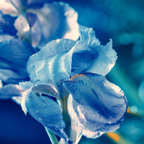 Irisblüten Garten — Stockfoto