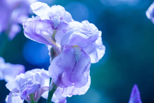 Irisblüten Garten — Stockfoto