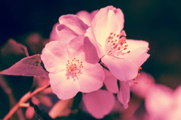 Винтажный Жасминовый Цветок Закате Света Темном Фоне — стоковое фото
