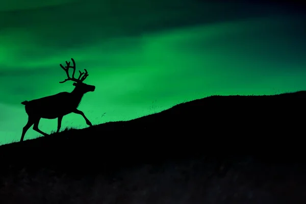 Silhuetten Hjort Mot Bakgrund Borealis Lysande Nattetid — Stockfoto