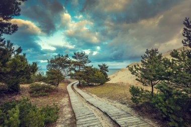 Two wooden pathways in park near sea. Beautiful nature with cloudy dramatic sky in autumn. Pine trees grow near sea. clipart