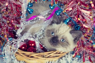 Noel cicili bir sepetle de küçük kedi