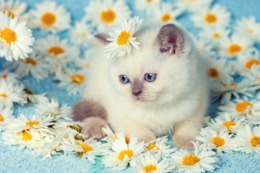 Papatya çiçeği üzerinde oturan sevimli küçük renk nokta kedi yavrusu