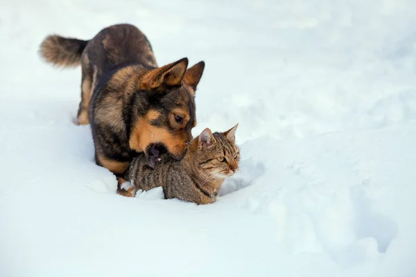 Cat Dog Best Friends Cat Dog Playing Together Outdoor Snow — Stock Photo, Image