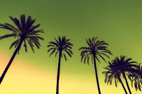 Rad Tropic Palmträd Mot Solnedgång Sky Toningsfärg Silhuetten Djupa Palmer — Stockfoto
