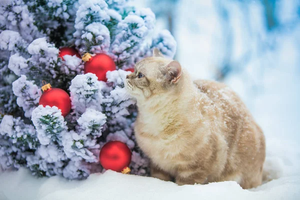 Kat Zitten Buiten Sneeuw Buurt Van Spar Boom Met Kerstdecoratie — Stockfoto