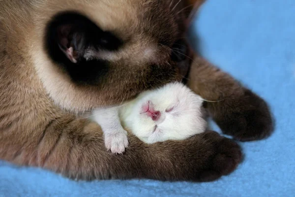 Anne Kedi Ile Küçük Bir Yavru Kedi Uyur — Stok fotoğraf