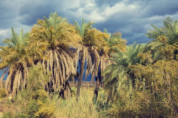 Oasis Negev Desert Stormy Weather Israel — Stock Photo, Image