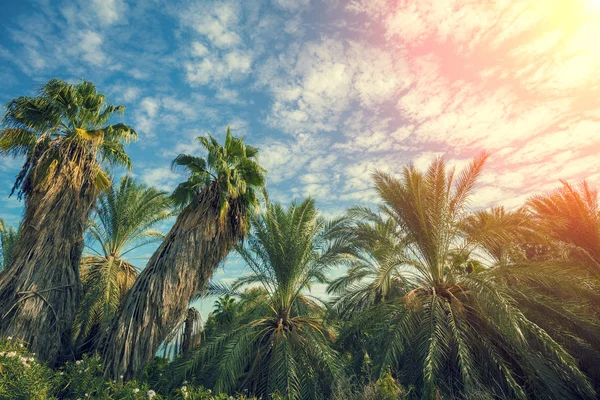 Paesaggio Tropicale Con Palme Contro Cielo Blu — Foto Stock