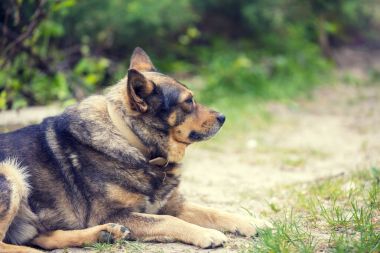 Açık havada yaz aylarında toprak yolda rahatlatıcı köpek