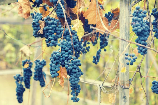夕日の光でブドウの赤ワイン葡萄 — ストック写真