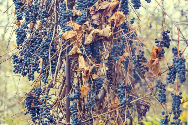 Grapevine Naplemente Fény Vörös Bor Szőlő — Stock Fotó