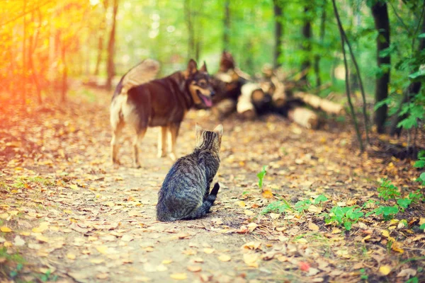 Gato Sentado Uma Floresta Outono Contra Cão — Fotografia de Stock