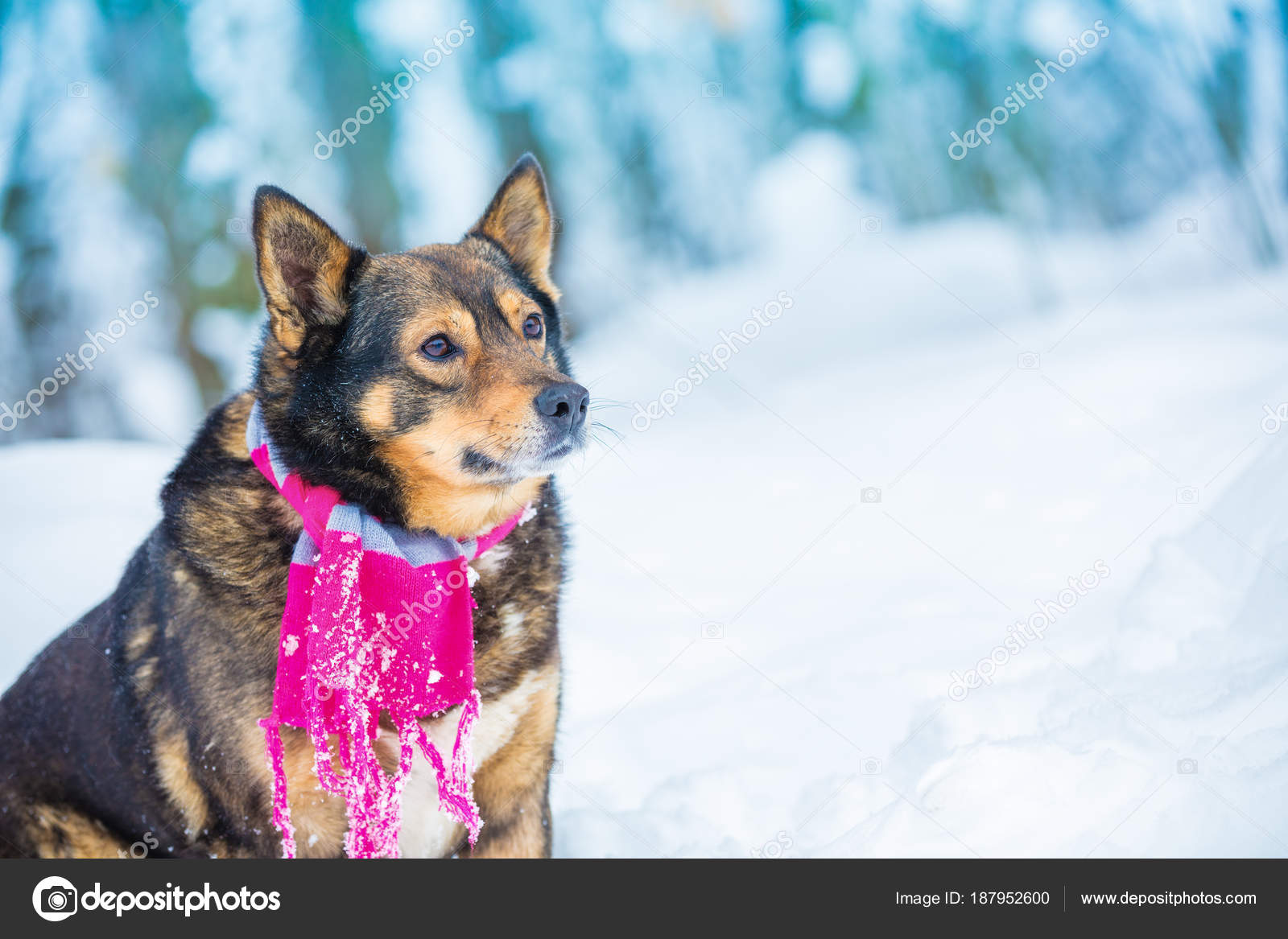dog wearing scarf