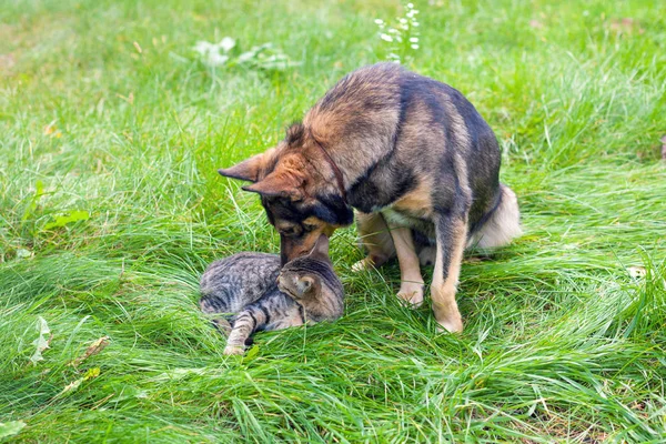 Chat Avec Chien Meilleurs Amis Plein Air Sur Herbe — Photo