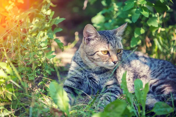 Gatto Che Rilassa All Aperto Erba Estate — Foto Stock