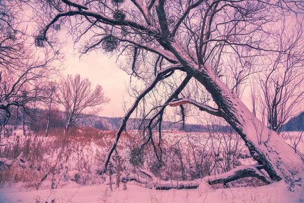 Paysage Rural Enneigé Arbre Près Lac Gelé — Photo